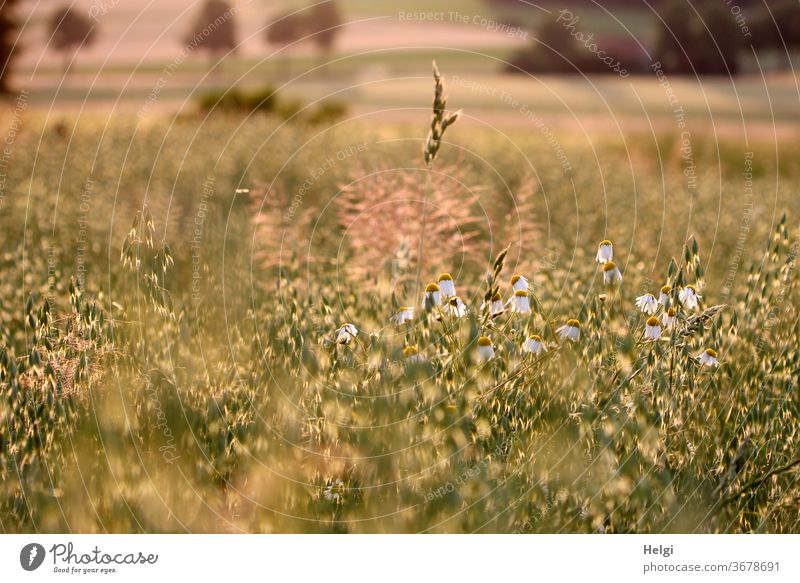 Abendsonne - Getreidefeld mit Hafer, Kamille und Gräsern im Abendlicht Kornfeld Bäume Gegenlicht Sonnenlicht Stimmung Abendstimmung Blume Blüte Kamillenblüte