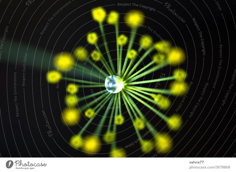 kleiner Wassertropfen im Zentrum einer Dillblüte Natur Blüte Blume Regen Makroaufnahme Pflanze grün gelb Farbfoto Schwache Tiefenschärfe Kontrast
