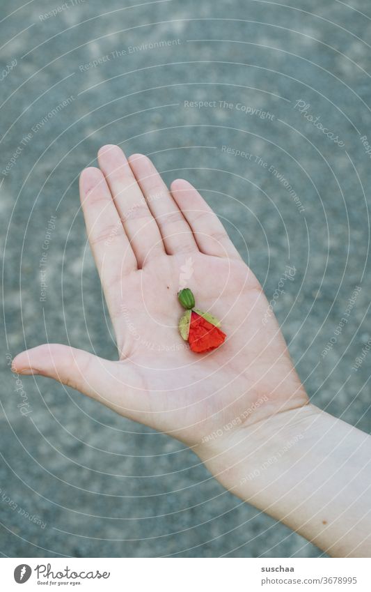 hand mit einer knospe darin, die einem engel ähnelt Hand Finger halten Knospe Blume Mohn platt gedrückt Engel Natur Blüte Mohnblüte Pflanze rot Sommer Kindheit