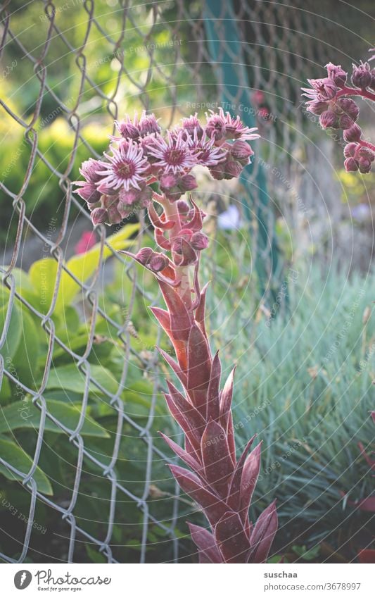 blumiges gewächs an einem maschendrahtzaun Garten Gartenzaun Maschendrahtzaun Gewächs Pflanze Zierpflanze Blume selten exotisch Drahtzaun Zaun Grenze grün