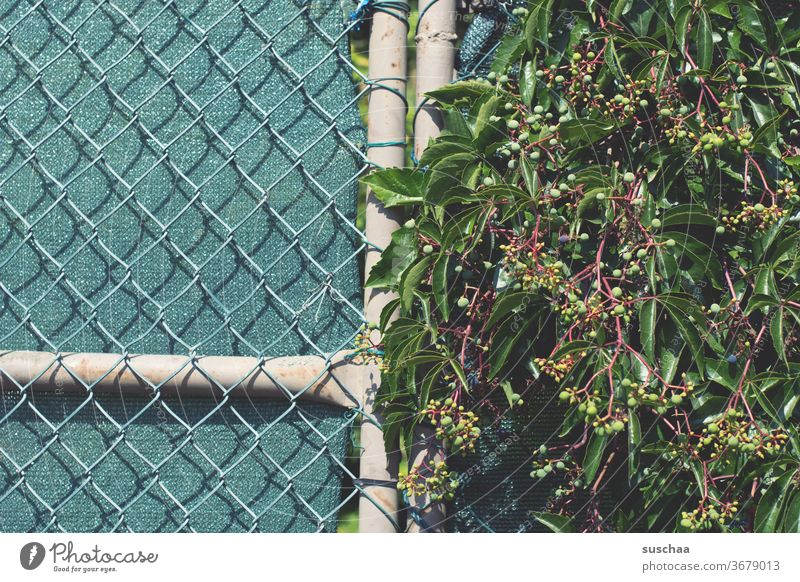 gestrüpp am maschendrahtzaun Busch Garten Gewächs Frucht Blätter Zaun Maschendrahtzaun Gestrüpp Absperrung Sichtschutz Grenze Natur Pflanze Drahtzaun Schutz