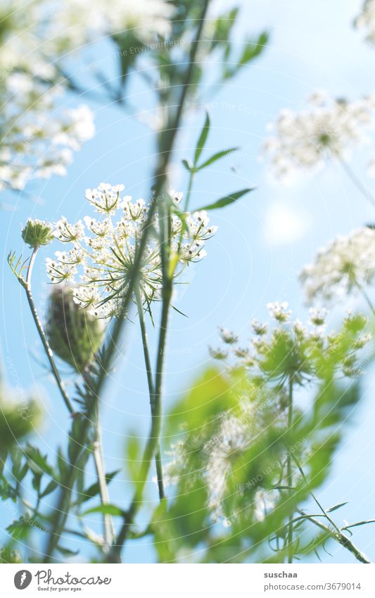 wiesenblume (schafgarbe) gegen den himmel fotografiert Blume Wiesenblume Pflanze Natur Sommer Schafgarbe weiß grün hellblau Himmel sommerlich Blumenwiese