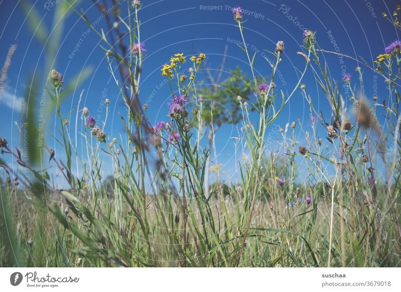 blumenwiese im sommer mit blauem himmel Wiese Blumenwiese Sommer warm Hitze Pflanzen natürlich Wiesenblumen Himmel blauer Himmel Blüte Natur Garten Frühling