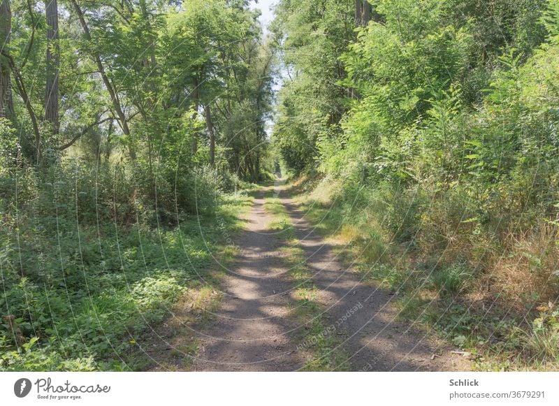 Sonniger Weg mittags Sommer Wald Lichtflecken sonnig Bäume grün Natur Waldweg Fedweg Büsche wild Mittag niemand Pflanzen