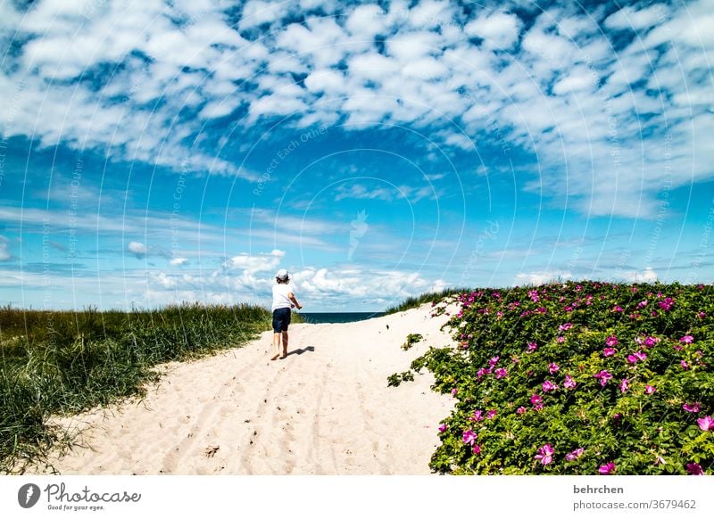 tag am meer Sand Idylle Spielen Mecklenburg-Vorpommern toben glücklich Sommer Zufriedenheit Glück Deutschland Fröhlichkeit Ostseeküste Spaß haben Tourismus Kind