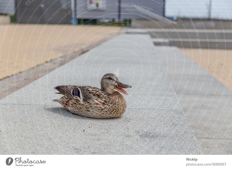 sitzende Ente mit geöffnetem Schnabel auf Betonstufen - Blick in die Kamera Gefieder Entenvögel Tierporträt gefiedert Natur weiblich Vogel Menschenleer Wildtier