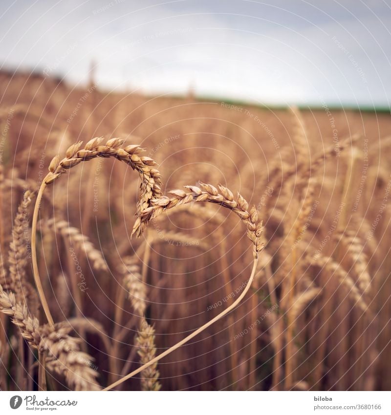 Landliebe: Heute mit Herz im Kornfeld Getreide Liebe herzlich herzlichen Dank Dankbar Dankbarkeit Glückwunsch von herzen Cerealien" Ernährung Gesundheit gesund