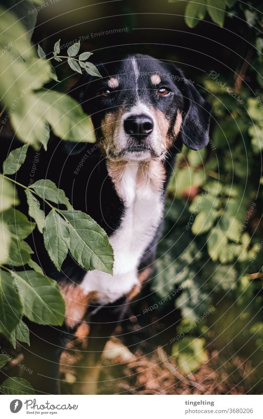 Appenzeller Sennenhund im Wald haustier wald bäume blätter Porträt Tierporträt zutraulich süß brav grün schwarz Textfreiraum unten Textfreiraum oben gebüsch