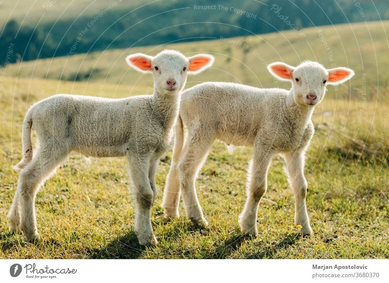 Zwei Lämmer auf der Wiese an einem sonnigen Tag Tier Baby schön heiter Landschaft niedlich heimisch Umwelt Bauernhof Landwirtschaft Ackerland Feld fluffig Fell