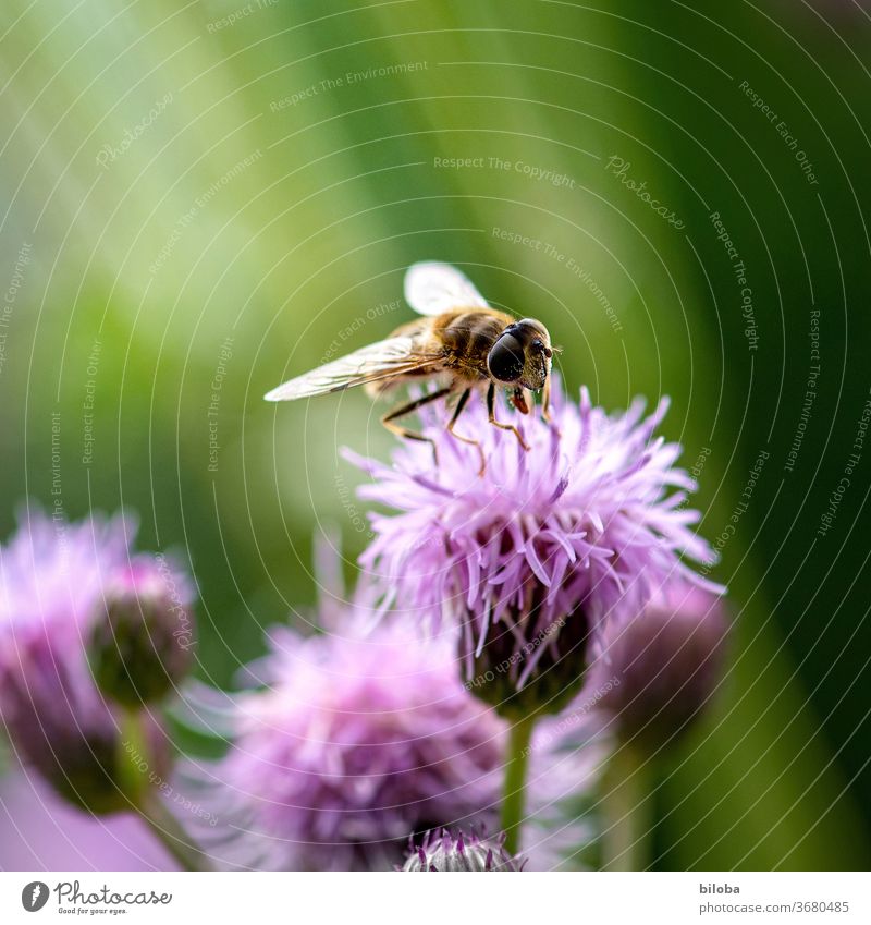 Biene auf Blüte trinkt Nektar im sanften Gegenlicht. Blume Honig Blütenhonig Flügel Insekt Nutztier Wildhonig Imkerei Natur Biologisch Umwelt Pollen Mistbiene