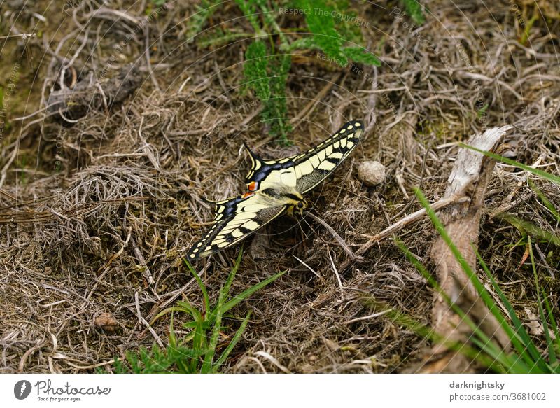 Schwalbenschwanz Papilio machaon Tagfalter Edelfalter Schmetterling schwarz Makroaufnahme Nahaufnahme Insekt Natur Farbfoto Tier Flügel Außenaufnahme grün