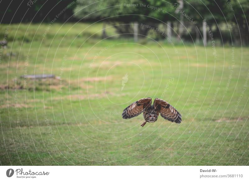 Eule im Anflug fliegt fliegen Tiefflieger Flug Flugverkehr Flugplatz Tier Vogel Flügel fliegend Eulenvögel groß schön draußen grün Wildtier Außenaufnahme Natur