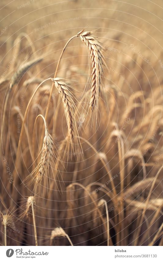 Ähren in einem Konrnfeld #399 Getreide Kornfeld Essen Ernährung Natur Cerealien Getreidefeld Nutzpflanze Landwirtschaft Weizen ökologisch Feld Ernte