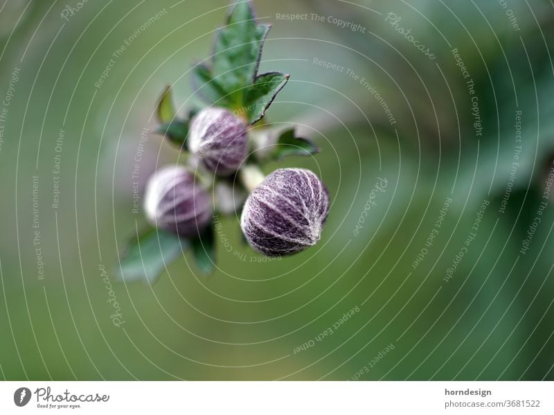 Knospe der Japan-Herbst-Anemone Blume Blüte Garten Blätter grün Makroaufnahme Nahaufnahme Pflanze Natur Blühend Farbfoto Detailaufnahme Schwache Tiefenschärfe