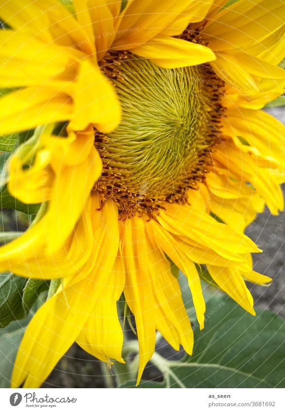 Sonnenblume Blüte gelb Sommer Herbst Inneres Sonnenblumenkern Pflanze Blume Natur Außenaufnahme grün Sonnenlicht schön natürlich Blütenblatt Blatt ornange hell