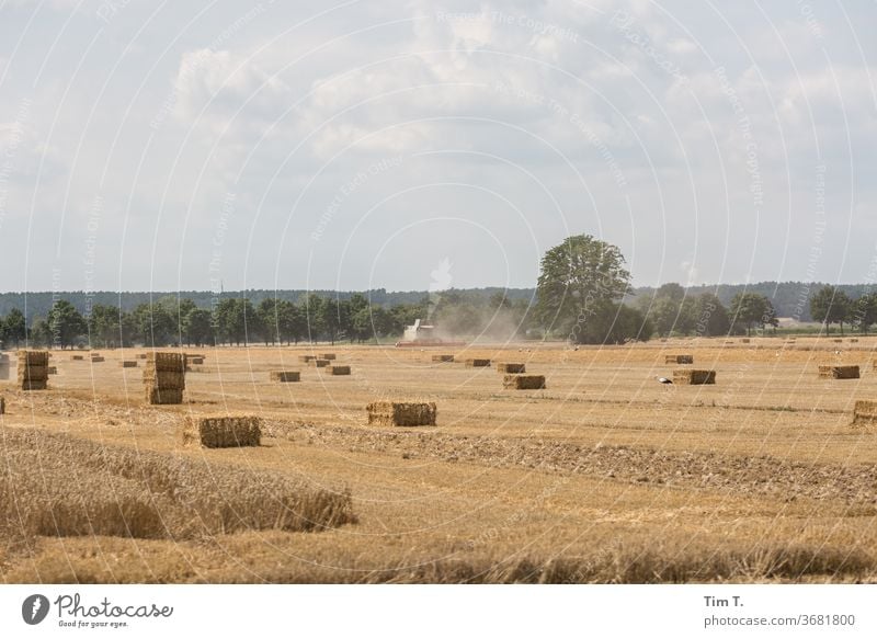 Ernte in der Lausitz Brandenburg Feld Himmel Landschaft Außenaufnahme Wolken Natur Menschenleer Farbfoto Umwelt Schönes Wetter Tag Horizont Pflanze