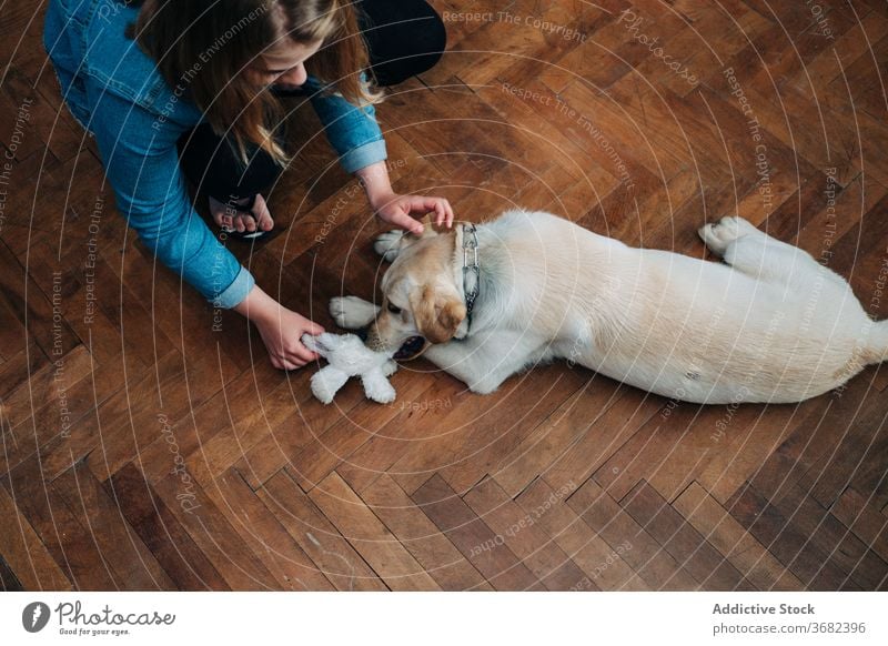 Frau spielt mit Hund zu Hause spielen heimwärts Spielzeug ziehen Haustier Besitzer Parkett Spaß Aktivität labrador retriever jung Stock Zusammensein Tier Freund