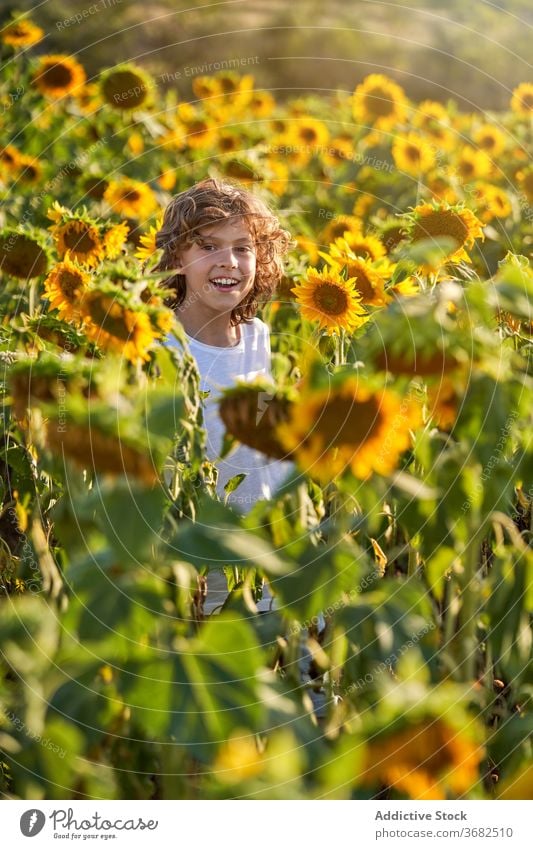 Nettes Kind in blühenden Sonnenblumenfeld Junge Feld genießen Sommer Blume Wiese Blütezeit Natur Freude Glück Lächeln Landschaft heiter grün gelb Farbe lebhaft