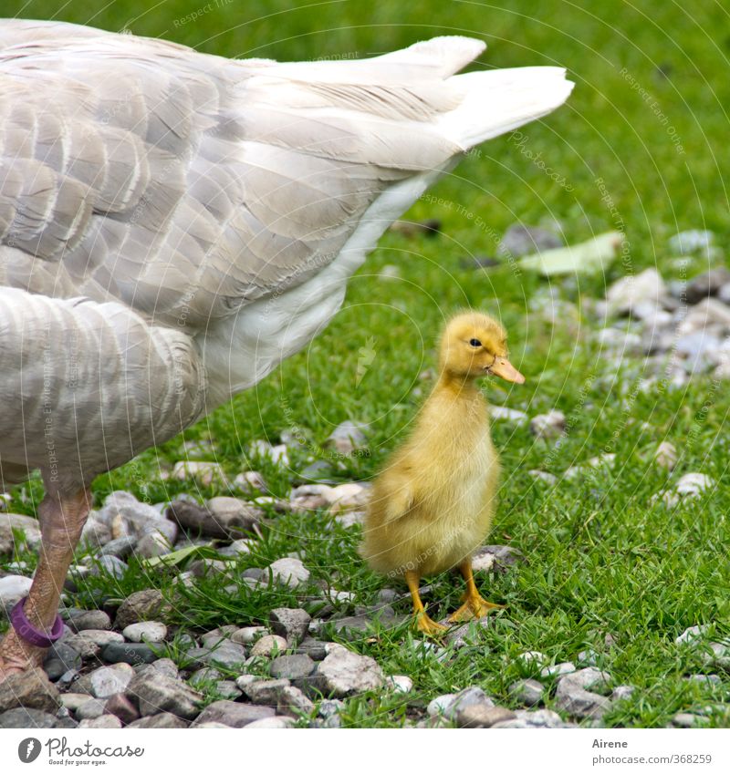 AST6 Inntal | Unter Mamis Fittichen Tier Haustier Nutztier Vogel Flügel Gans Küken Gössel 1 2 Tierjunges Tierfamilie klein niedlich gelb grün weiß Vertrauen