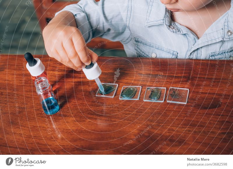 Labortätigkeit eines kleinen Jungen mit gefärbtem Wasser, Pipette und Glasscherben. Homeschooling-Konzept Experiment gefärbtes Wasser Kind Bildung Mutter