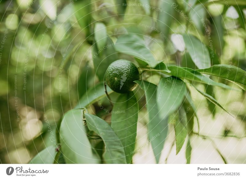 Unreife Orange am Baum unreif orange Orangenbaum Zitrusfrüchte Frucht fruchtig Nahaufnahme Vitamin C Farbfoto Saft gelb Ernährung Gesunde Ernährung Gesundheit