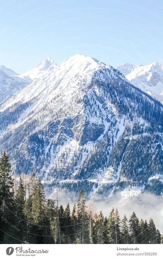 so high Winter Schnee Winterurlaub Berge u. Gebirge Umwelt Natur Landschaft Himmel Wolkenloser Himmel Sonnenlicht Schönes Wetter Nebel Eis Frost Pflanze Baum