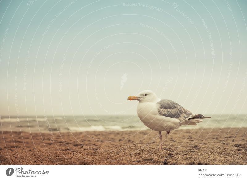 Schweigsame Möwe mit Wetterfühligkeit im linken Bein am Strand Möwenvögel Silbermöwe trüber Tag Ostsee ostseeküste Ostseestrand Sandstrand Wasser Meer Küste