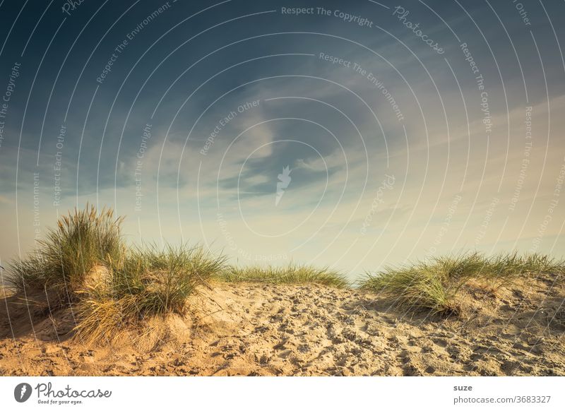 Dünengras am Sandstrand III Ferien & Urlaub & Reisen Himmel Rostock Deutschland Mecklenburg-Vorpommern Warnemünde Farbfoto mehrfarbig Außenaufnahme Menschenleer