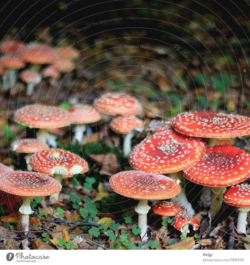 Großfamilie... Umwelt Natur Herbst Pilz Fliegenpilz Wald stehen Wachstum ästhetisch authentisch außergewöhnlich natürlich rund grau grün rot weiß standhaft