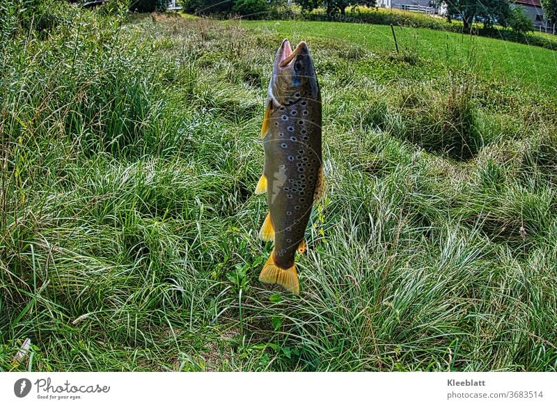 Bachforelle am Haken Bachforelle, Forelle Fisch Angeln Tier Fischereiwirtschaft Sport Ernährung fangen frisch Tag Freizeit & Hobby Lebensmittel Außenaufnahme