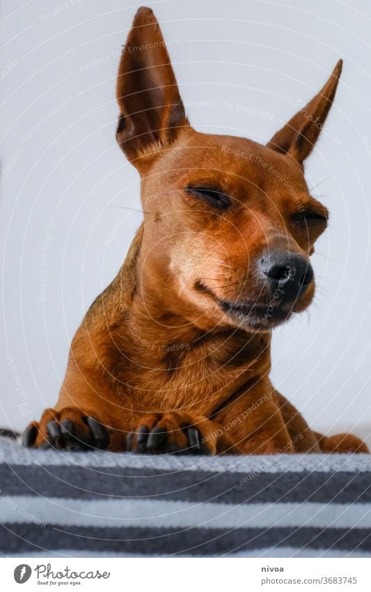 Rehpinscher Hund kleiner Hund Haustier Tier Farbfoto 1 Tierporträt niedlich Tag Menschenleer Tiergesicht Tierliebe Innenaufnahme Wohnung ruhig Fell Erholung