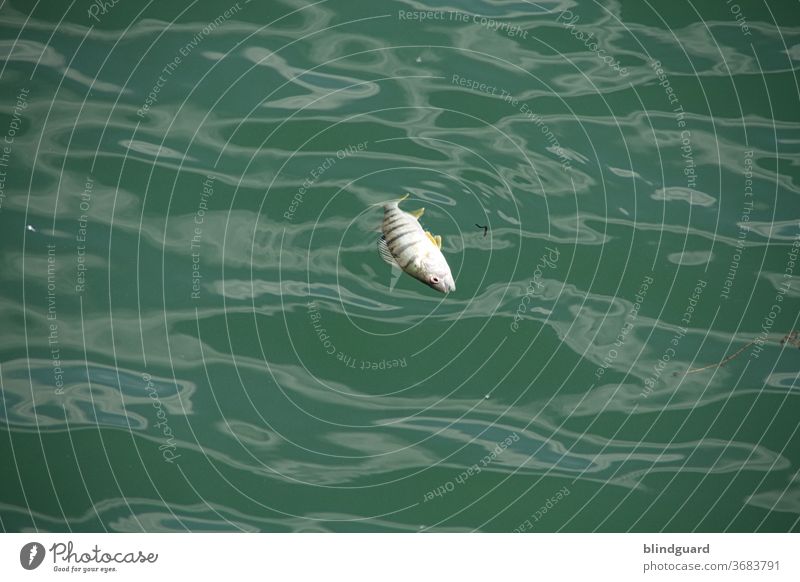 Treibt der Fisch noch drauß' im Meer, bleibt des Anglers Teller leer Tod tot Wasser grünlich Flosse Schuppen aus und vorbei Glanz Schwimmen treiben lassen Auge