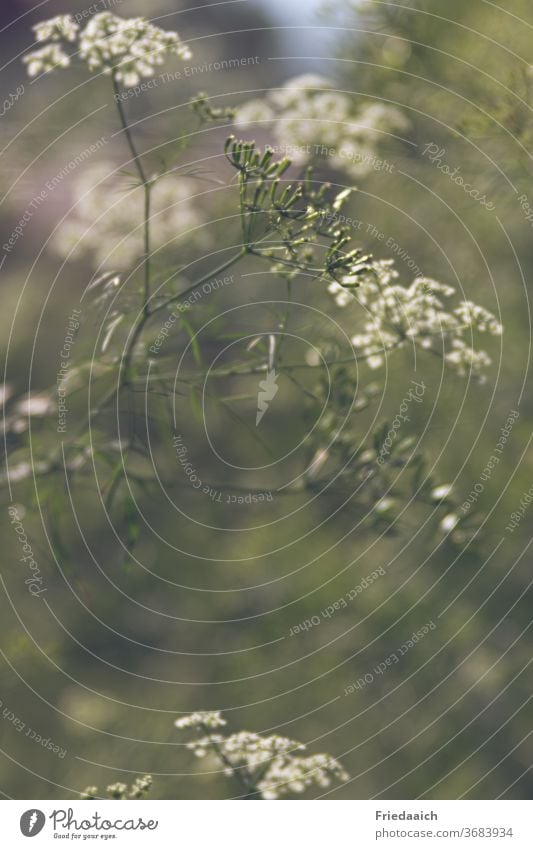 Wiesenkerbel Blumen Wiesenblume Sommer Natur Pflanze Gras grün Umwelt Schwache Tiefenschärfe Bokeh Unschärfe Tag Wildpflanze