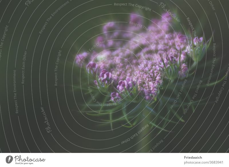 Wilde Möhre in lila Pflanze Wiesenblume Blüte Natur Sommer Nahaufnahme Schwache Tiefenschärfe Freiraum dunkler Hintergrund Menschenleer