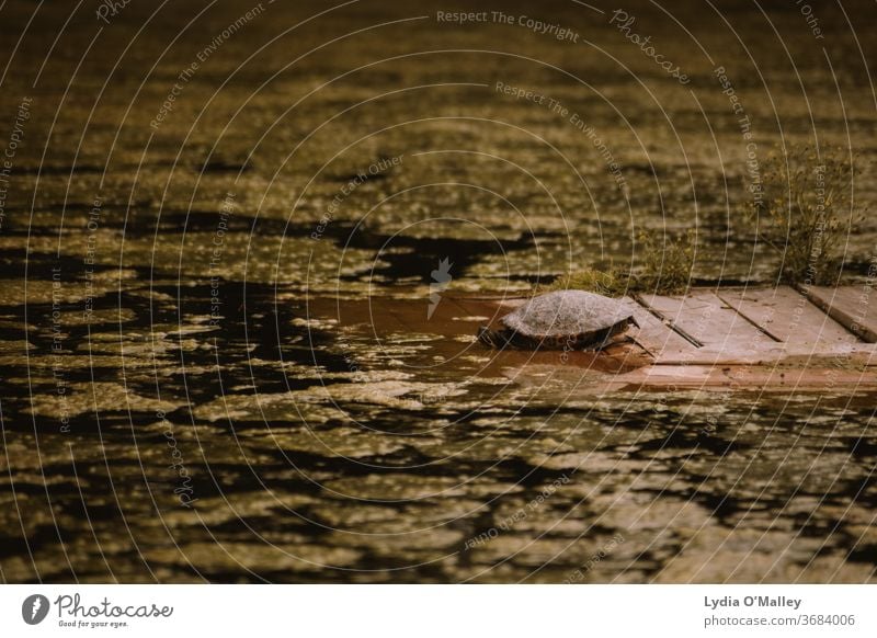 Schildkröte Wasser grün Natur Erde