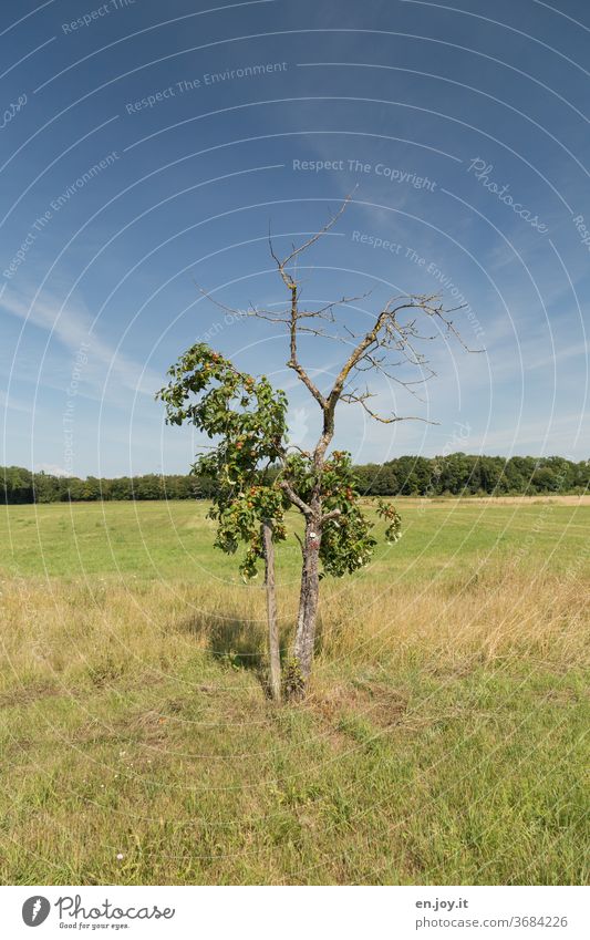 Gegensätze | Leben und Sterben oder halbtot..... Baum Apfelbaum Bäumchen Halbtot Tod Kahl Krank Obstbaum Wiese Gras Feld Waldrand Himmel Schönes Wetter Pflanze