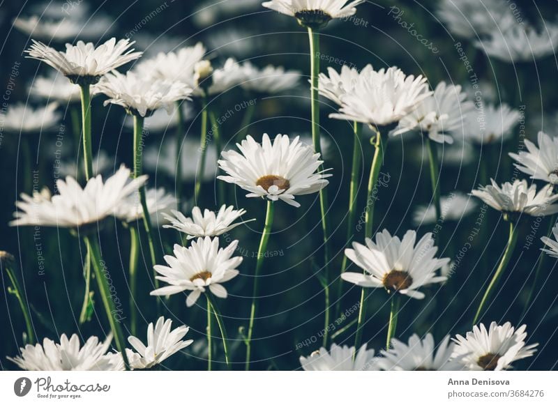 Weiße Kamillen Gänseblümchen Echte Kamille Blume Garten frisch Gänseblümchenblume Nahaufnahme Hintergrund Pflanze Blüte Natur weiß geblümt im Freien grün