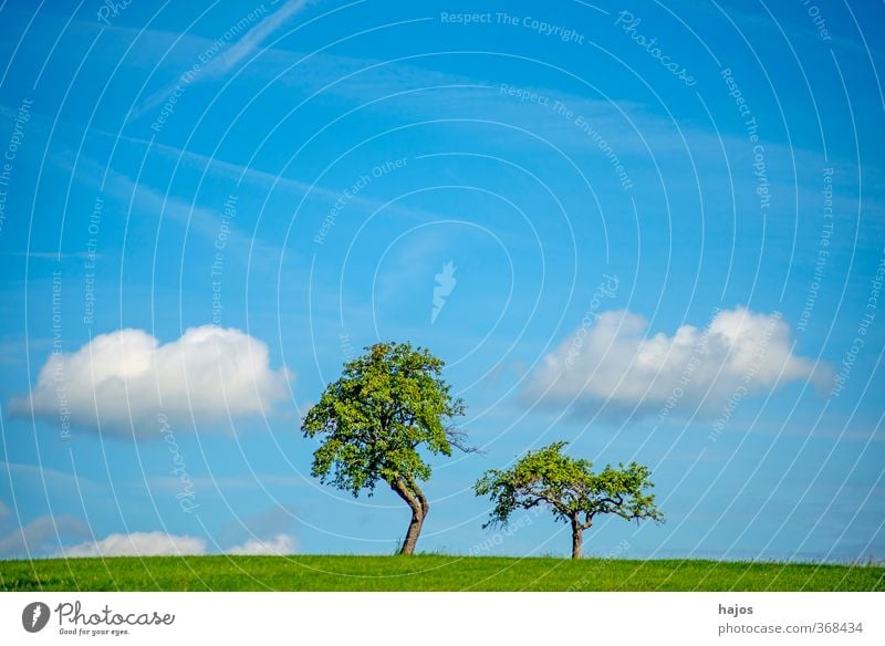 Bäume mit Wolken ruhig Meditation Ferne Freiheit Sommer Landwirtschaft Forstwirtschaft Umwelt Natur Landschaft Baum Wiese alt frei blau grün friedlich Idylle