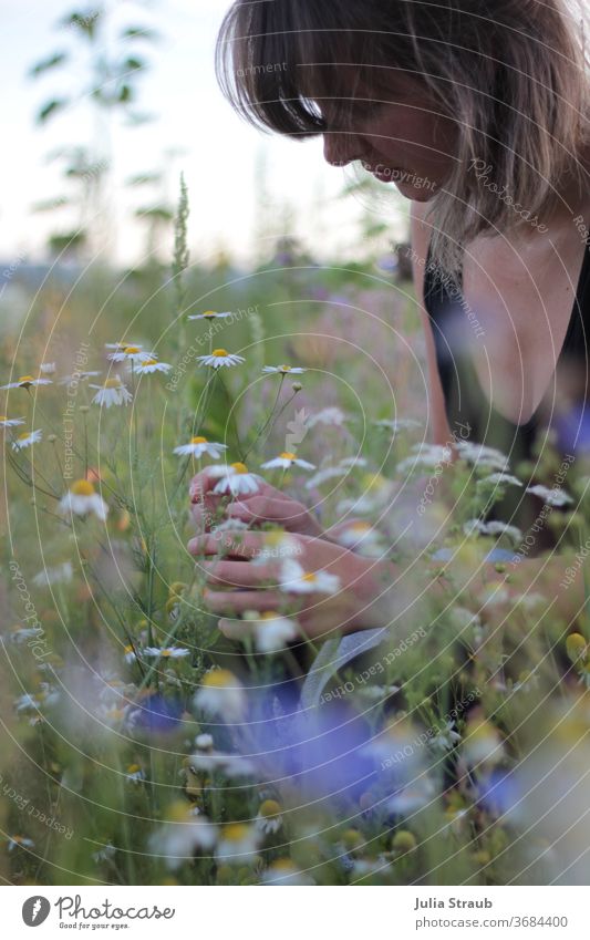 Junge Frau kniet im Blumenfeld und pflückt Kamillenblüten ponyfrisur Kurzhaarschnitt Sommer sommerlich Blumenwiese Wildblumen gelb weiß grün Natur draußen