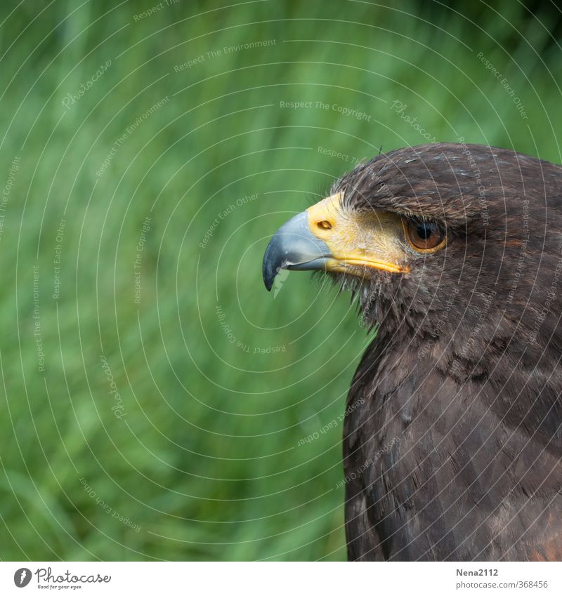 muss ja. Umwelt Natur Vogel Tiergesicht 1 beobachten Blick warten Aggression ästhetisch braun Tierliebe geduldig Greifvogel Schnabel Auge Feder Bussard