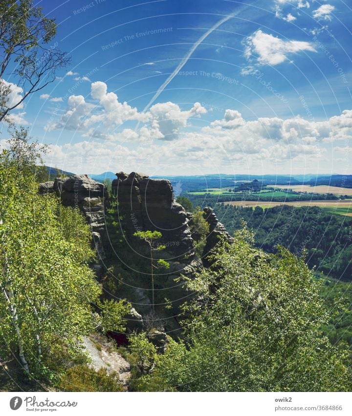 Sandsteinskulptur Elbsandsteingebirge Umwelt Tourismus Frühling Farbfoto Außenaufnahme Menschenleer Ferien & Urlaub & Reisen Tag Natur Idylle Baum