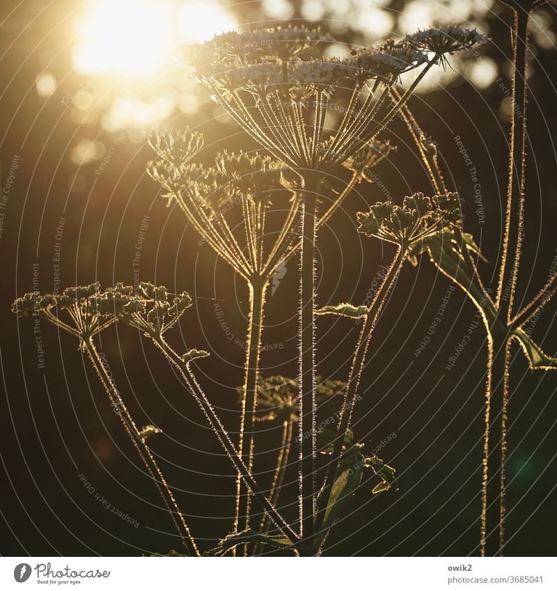 Schafgarbe Gegenlicht Leuchtkraft Landschaft Frühling Wiese Duft genießen Textfreiraum unten Zufriedenheit Lebensfreude wild glänzend Wachstum Schatten Klima