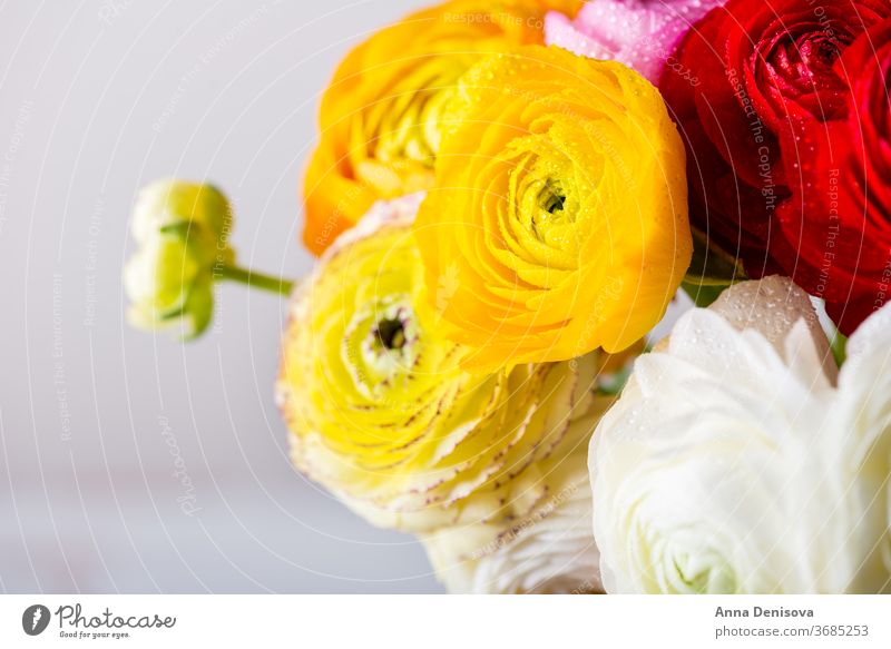 Hahnenfuß Hahnenfuß Blumen in verschiedenen Farben Ranunculus Blumenstrauß Ranunkel rosa Frühling Tag Haufen Mütter Text Blüte Natur Makro Geburtstag Blütezeit