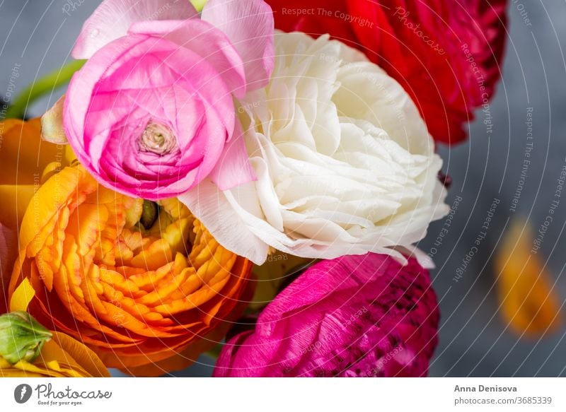 Hahnenfuß Hahnenfuß Blumen in verschiedenen Farben Ranunculus Blumenstrauß Ranunkel rosa Frühling Tag Haufen Mütter Text Blüte Natur Makro Geburtstag Blütezeit