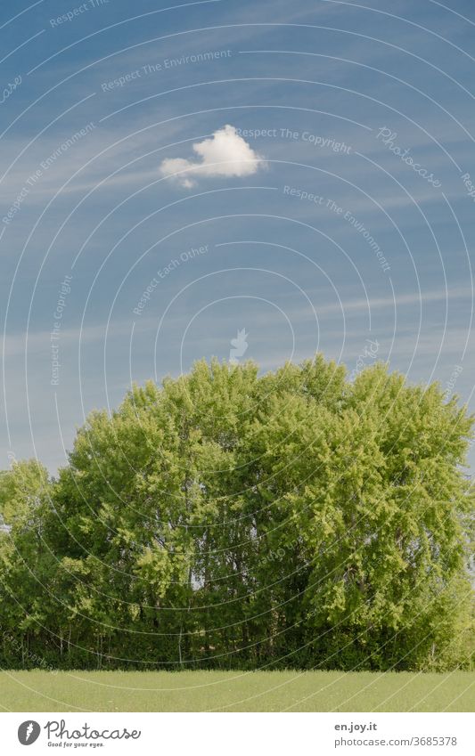 Baum und Wolke grün blau Sommer Schönes Wetter schleierwolken Wiese Baumgruppe Himmel Natur Landschaft Menschenleer Farbfoto Außenaufnahme Tag Pflanze Gras