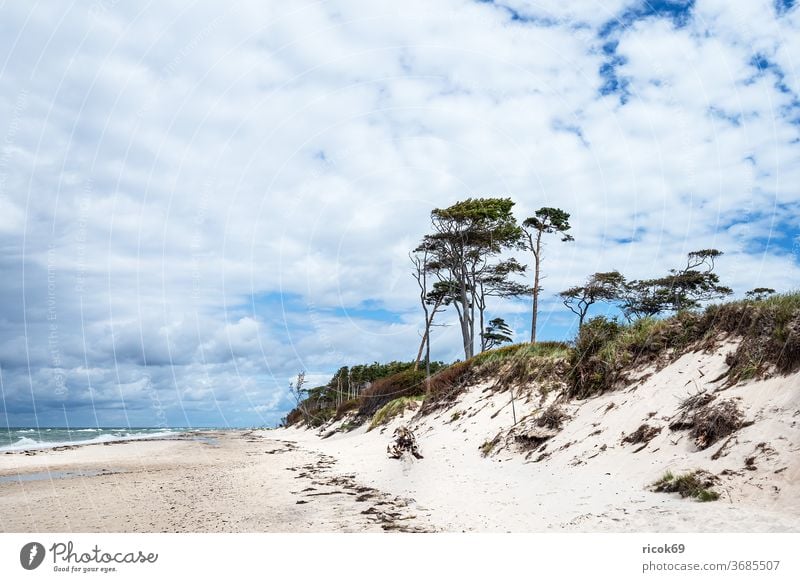 Der Weststrand auf dem Fischland-Darß Küste Ostsee Ostseeküste Meer Strand Baum Wald Bäume Küstenwald Himmel Wolken blau Mecklenburg-Vorpommern Landschaft Natur