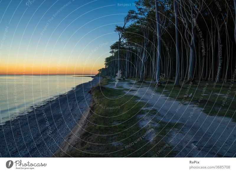 Sonnenaufgang im Geisterwald. Wald Windflüchter Strand beach Küste Meer Sandstrand Muscheln Ostsee Ozean Urlaub Nienhagen Küstenwanderung Erholung Ruhe