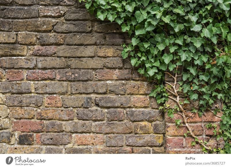 Backsteinwand mit Efeu. Mauerwerk Pflanzen verwittert Stein Naturstein Steinwand stone Wand wall Bauwerk Architektur Textur Struktur Haus Hauswand Stadt urban