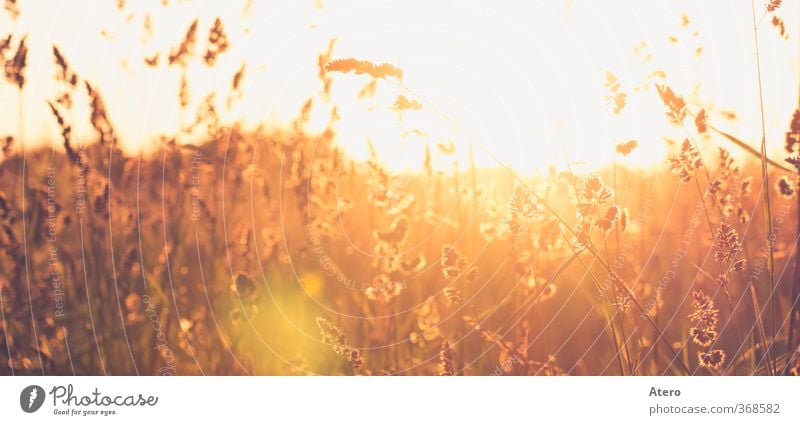 Summerdream Landschaft Sonnenaufgang Sonnenuntergang Schönes Wetter Wildpflanze Wiese Feld Stimmung Warmherzigkeit Gelassenheit ruhig Sehnsucht Farbfoto