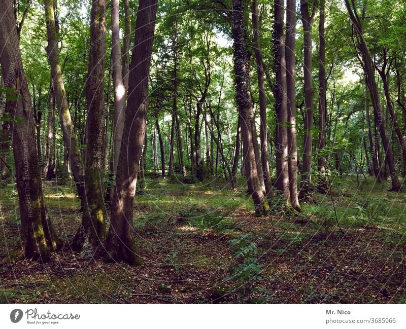 ich glaub, ich steh im Wald Waldboden Natur grün Pflanze Umwelt Baum Waldspaziergang Waldlichtung Waldsterben Waldstimmung Baumstamm Landschaft entdecken